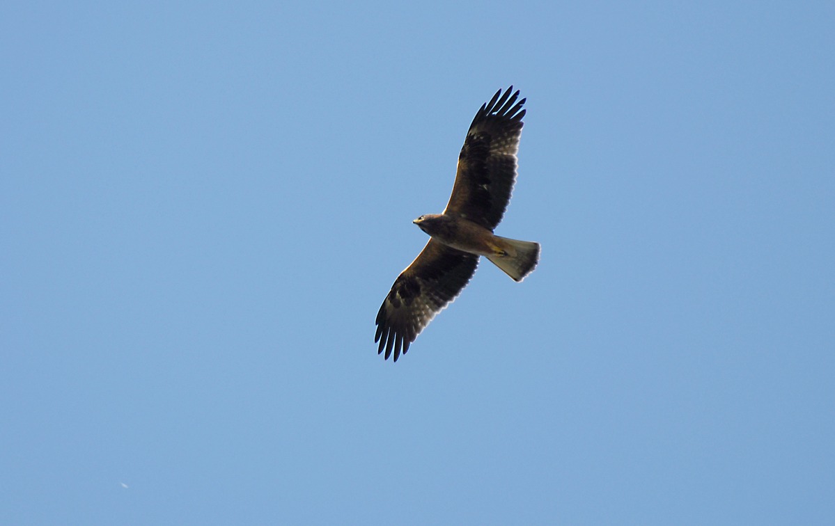 aquila minore-2